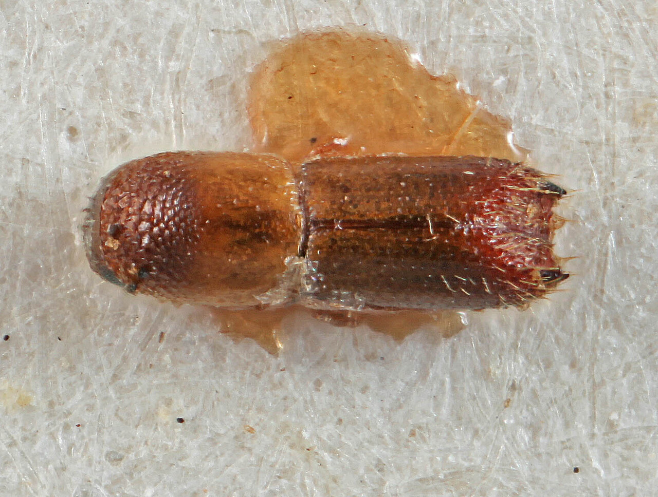 Genus / Species: Premnophilus perspinidens | Location: Zaire, Tshopo, Yangambi | Image Type: paratype | Collection: Naturhistorisches Museum Wien