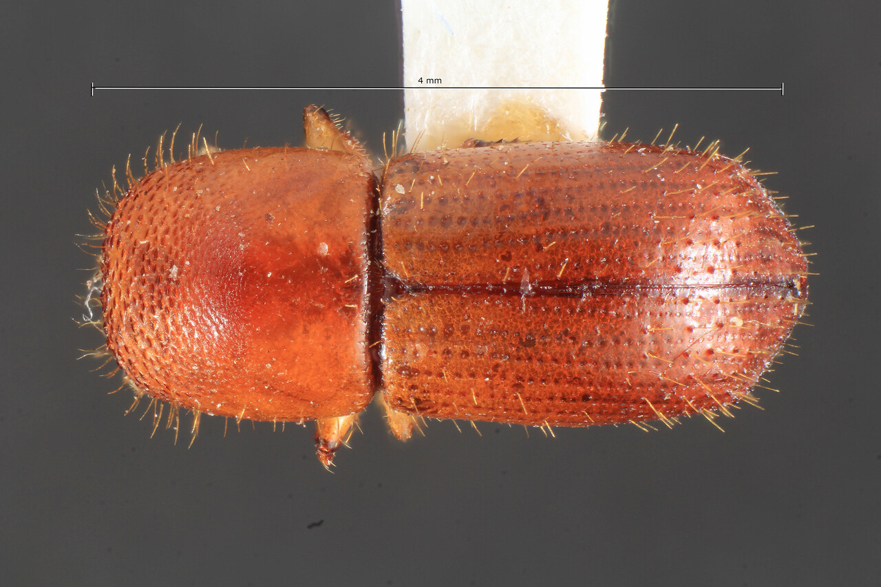 Genus / Species: Xyleborus peruvianus | Image Author: TH Atkinson | Location: Ecuador, Pastaza, Ashuara, Rio Macuma, 10 km Rio Morona | Collection: Field Museum of Natural History