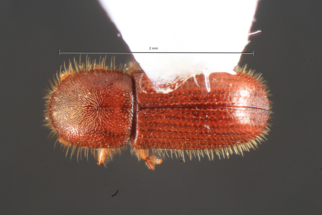 Genus / Species: Xyleborus planicollis | Image Author: TH Atkinson | Location: United States, Texas, McDade, NW | Collection: University of Texas Insect Collection