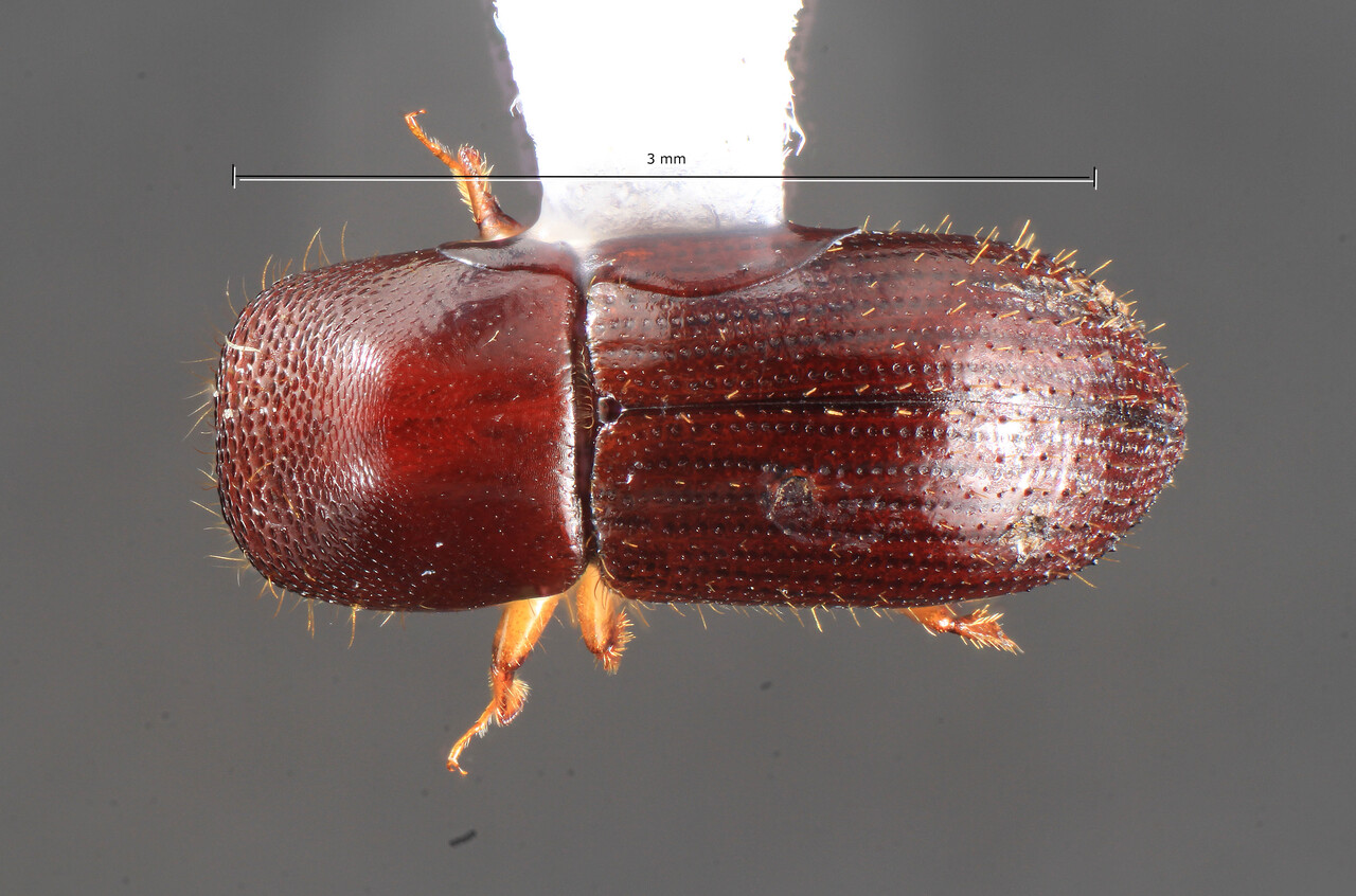 Genus / Species: Xyleborus politus | Image Author: TH Atkinson | Location: Costa Rica, Puntarenas, Piro Biol. Sta. Osa Conservacion | Collection: University of Texas Insect Collection