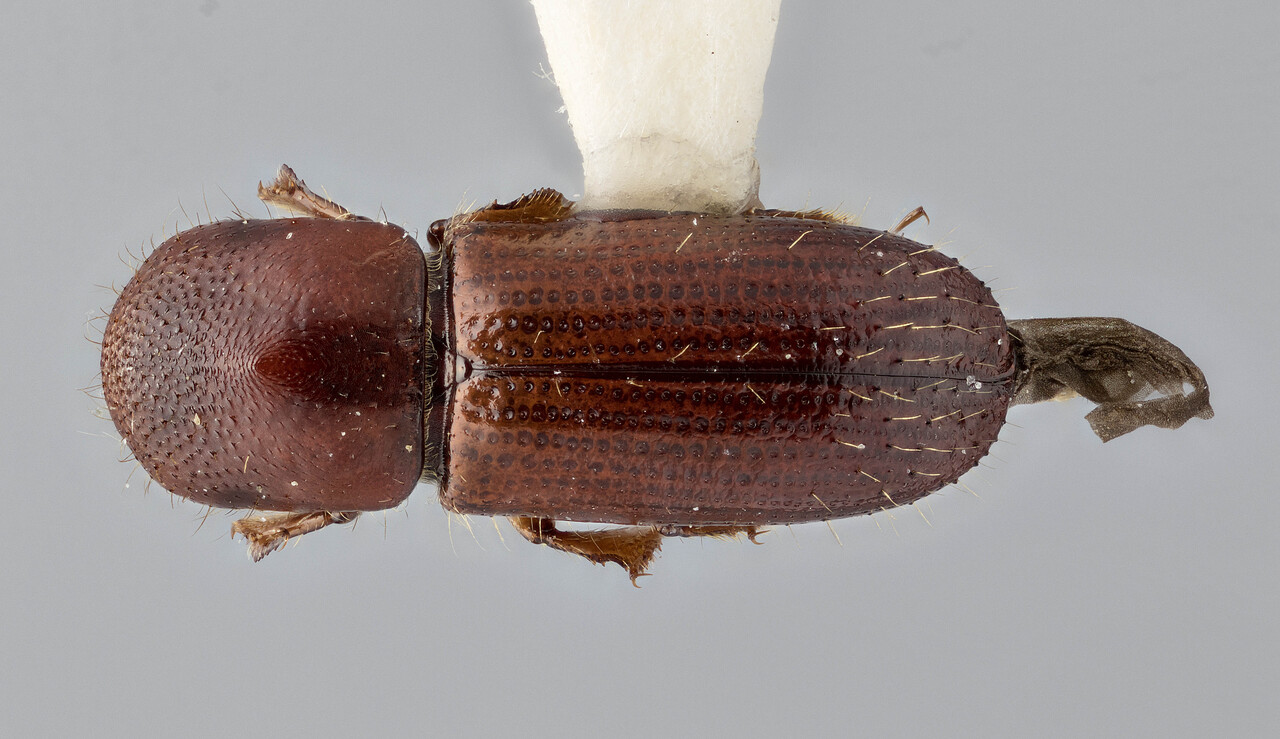 Genus / Species: Xyleborus praestans | Image Author: J Buffam | Location: Panamá, Chiriquí, Cerro Punta | Image Type: holotype | Collection: Canadian National Collection of Insects, Arachnids and Nematodes