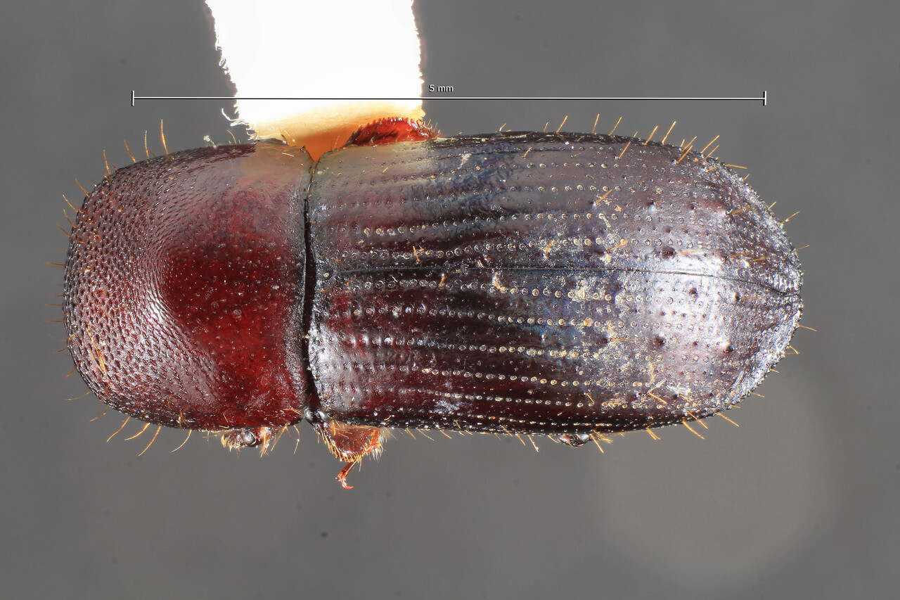 Genus / Species: Xyleborus princeps | Image Author: TH Atkinson | Location: Panamá, Chiriquí, Finca Hartmann, Ojo de Agua | Collection: University of Texas Insect Collection