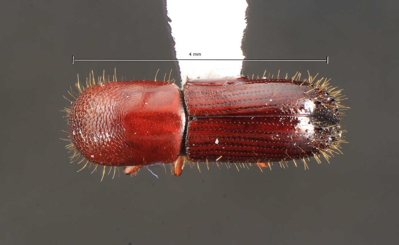 Genus / Species: Xyleborus procer | Image Author: TH Atkinson | Location: Bolivia, Santa Cruz, Buena Vista, 3.7 km SSE, Hotel Flora & Fauna | Collection: University of Texas Insect Collection