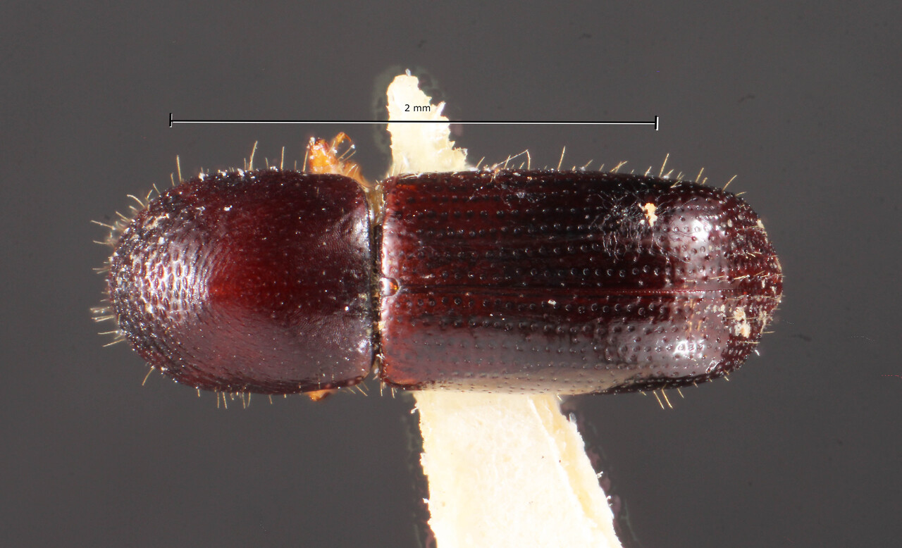 Genus / Species: Xyleborus scaber | Image Author: TH Atkinson | Location: Brazil, Santa Catarina, Nova Teutonia | Image Type: lectotype | Collection: Naturhistorisches Museum Wien