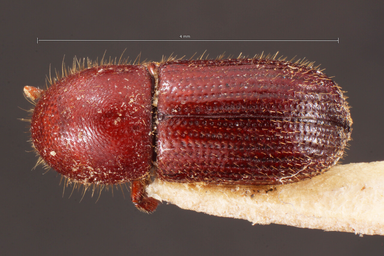 Genus / Species: Ambrosiodmus scalaris | Image Author: TH Atkinson | Location: Costa Rica, Cartago, Turrialba | Image Type: holotype | Collection: Naturhistorisches Museum Wien