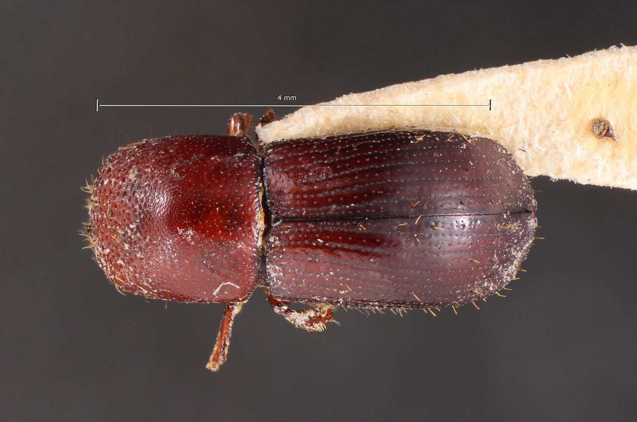 Genus / Species: Xyleborus schildi | Image Author: TH Atkinson | Location: Costa Rica, Cartago, Turrialba | Image Type: holotype | Collection: Naturhistorisches Museum Wien