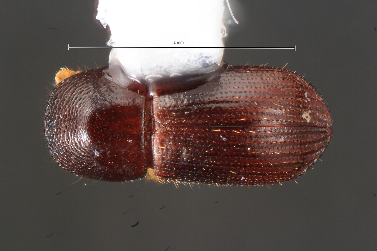 Genus / Species: Xyleborus semipunctatus | Image Author: TH Atkinson | Location: Costa Rica, Puntarenas, Piro Biol. Sta. Osa Conservacion | Collection: University of Texas Insect Collection