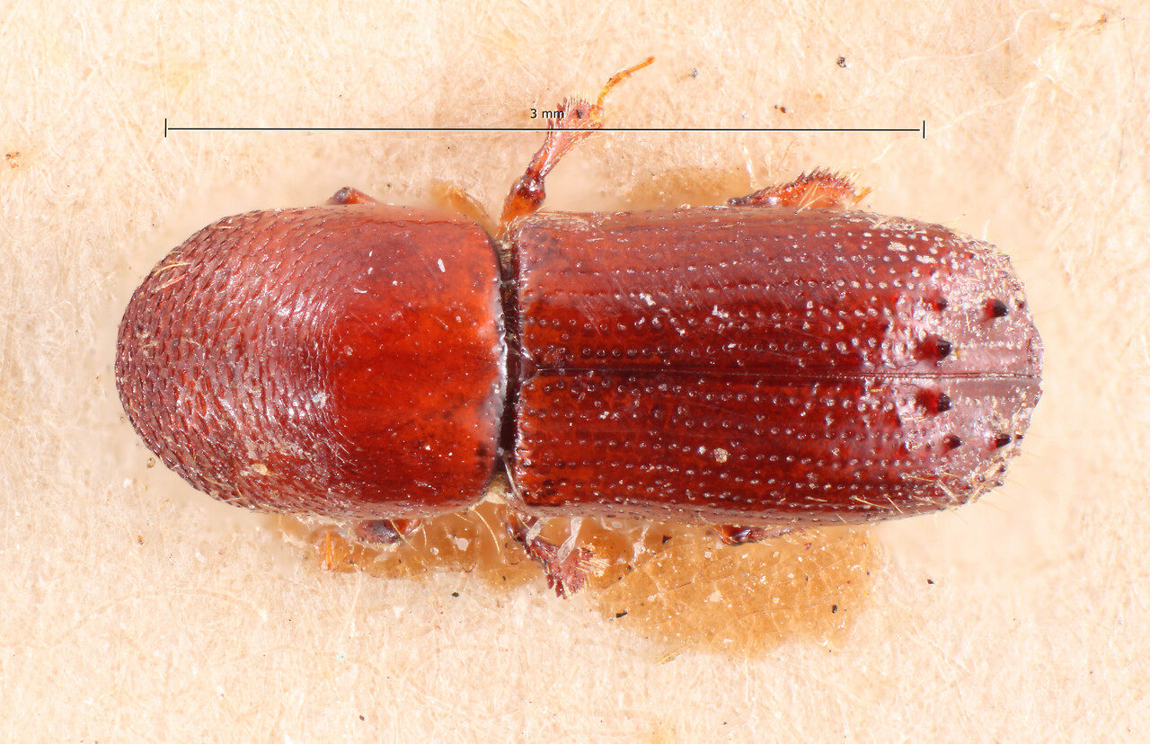 Genus / Species: Xyleborus sextuberculatus | Image Author: TH Atkinson | Location: Argentina, Santiago del Estero, Río Dulce | Image Type: holotype | Collection: Naturhistorisches Museum Wien