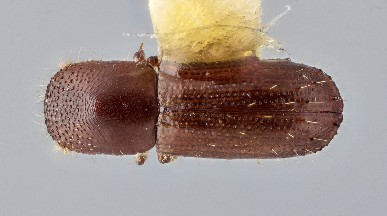 Genus / Species: Euwallacea simulatus | Image Author: J Buffam | Location: Jamaica, Hardwar Gap | Image Type: holotype | Collection: Canadian National Collection of Insects, Arachnids and Nematodes