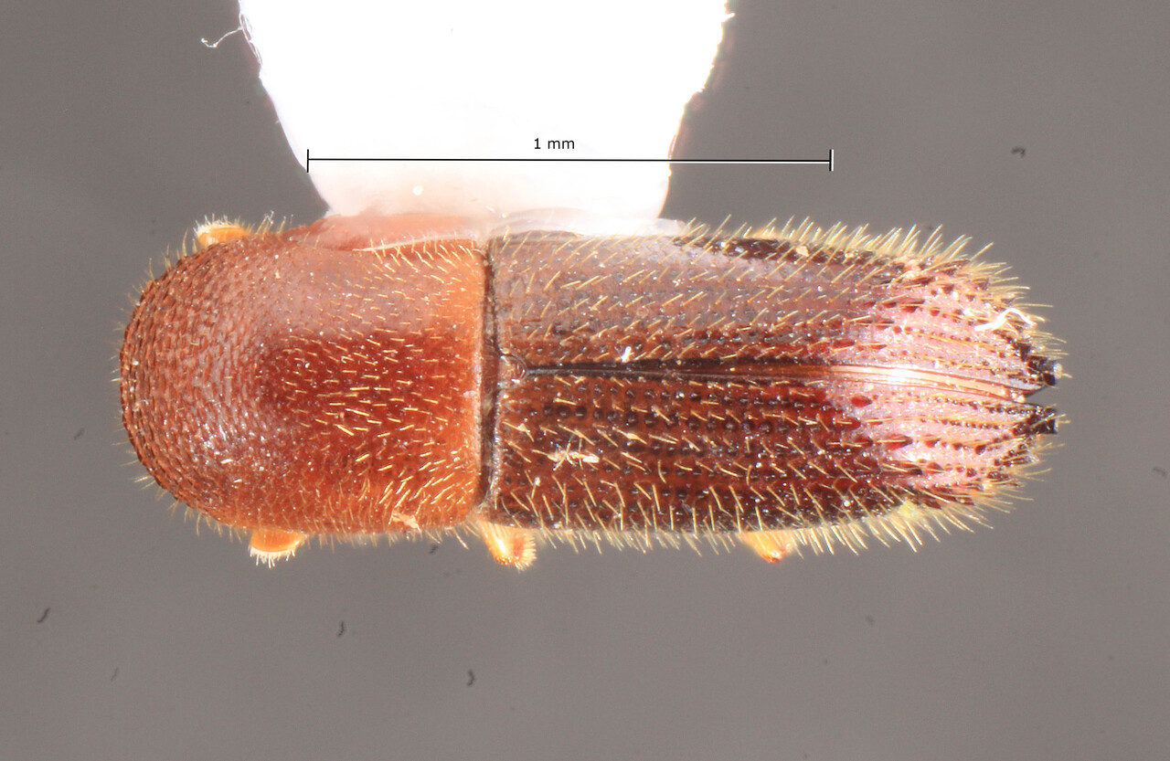 Genus / Species: Xenoxylebora sphenos | Image Author: TH Atkinson | Location: Kenya, Kakamega District, Isecheno, Isecheno Forest Reserve | Collection: Snow Entomological Museum, Univ. Kansas