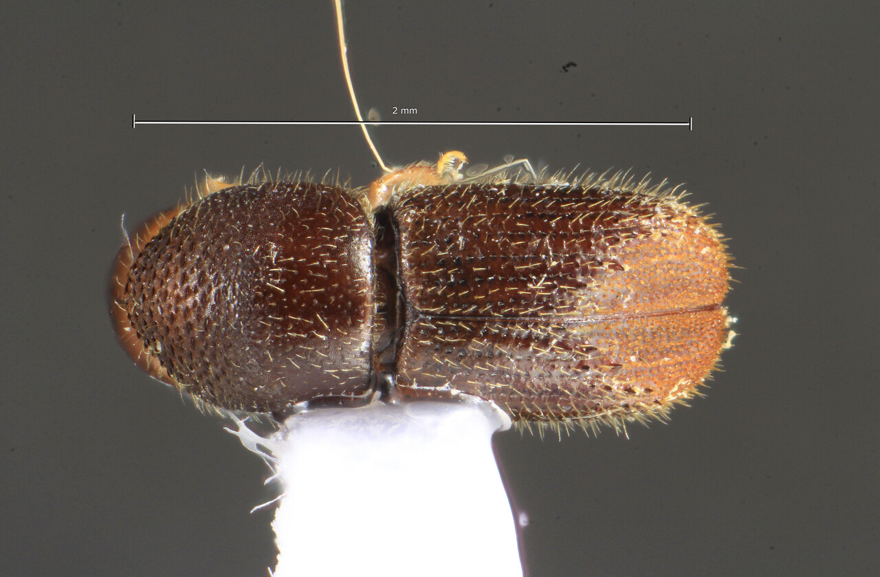 Genus / Species: Xyleborus squamulatus | Image Author: TH Atkinson | Location: México, Veracruz, Santuario Xalapa | Collection: University of Texas Insect Collection