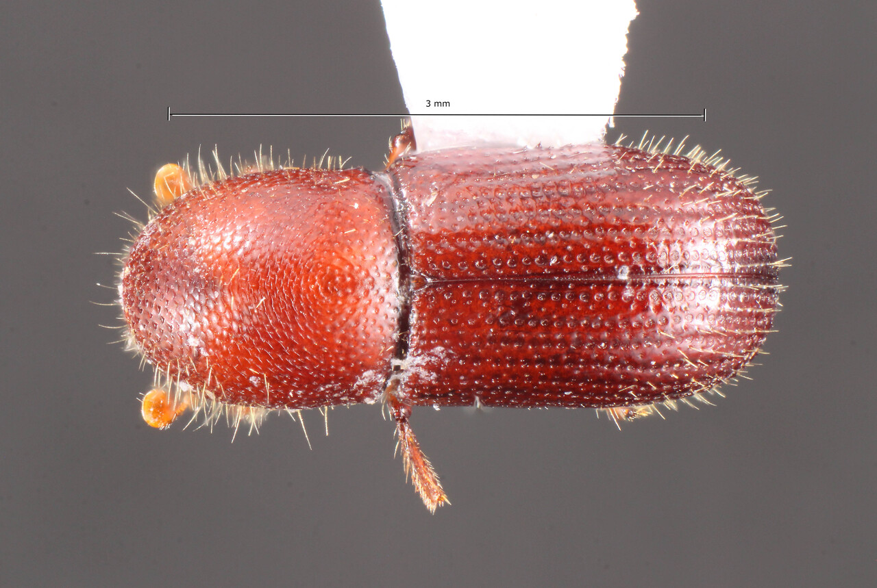 Genus / Species: Xyleborus subductus | Image Author: TH Atkinson | Location: Brazil, São Paulo, Agudos | Collection: University of Texas Insect Collection