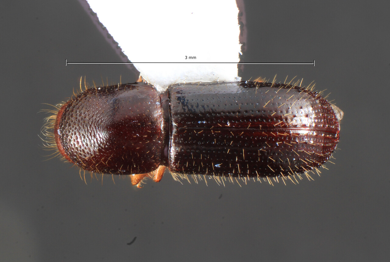 Genus / Species: Xyleborus titubanter | Image Author: TH Atkinson | Location: México, Oaxaca, La Esperanza | Collection: University of Texas Insect Collection