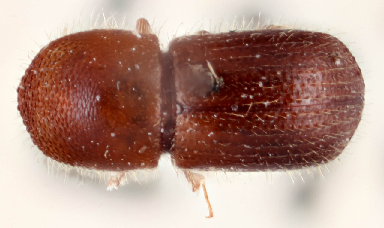 Genus / Species: <i>Coptoborus tristiculus</i> | Image Author: RK Osborn | Location: Brazil, Mato Grosso, Mato Grosso (state); specific coordinates | Image Type: holotype | Collection: British Museum (Natural History)