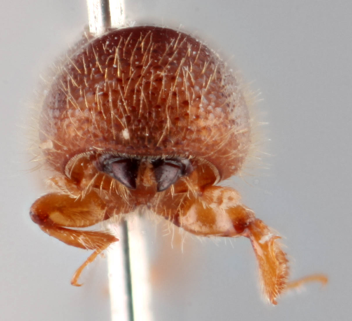 Genus / Species: <i>Coptoborus tristiculus</i> | Image Author: RK Osborn | Location: Brazil, Mato Grosso, Mato Grosso (state); specific coordinates | Image Type: holotype | Collection: British Museum (Natural History)