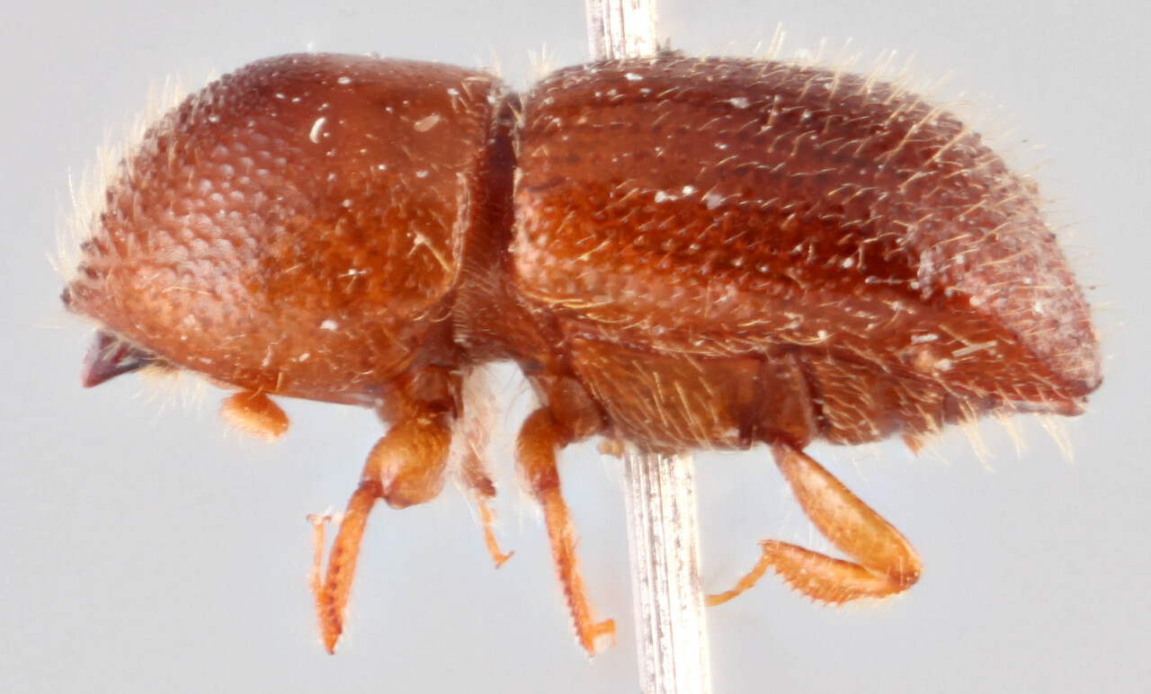 Genus / Species: <i>Coptoborus tristiculus</i> | Image Author: RK Osborn | Location: Brazil, Mato Grosso, Mato Grosso (state); specific coordinates | Image Type: holotype | Collection: British Museum (Natural History)