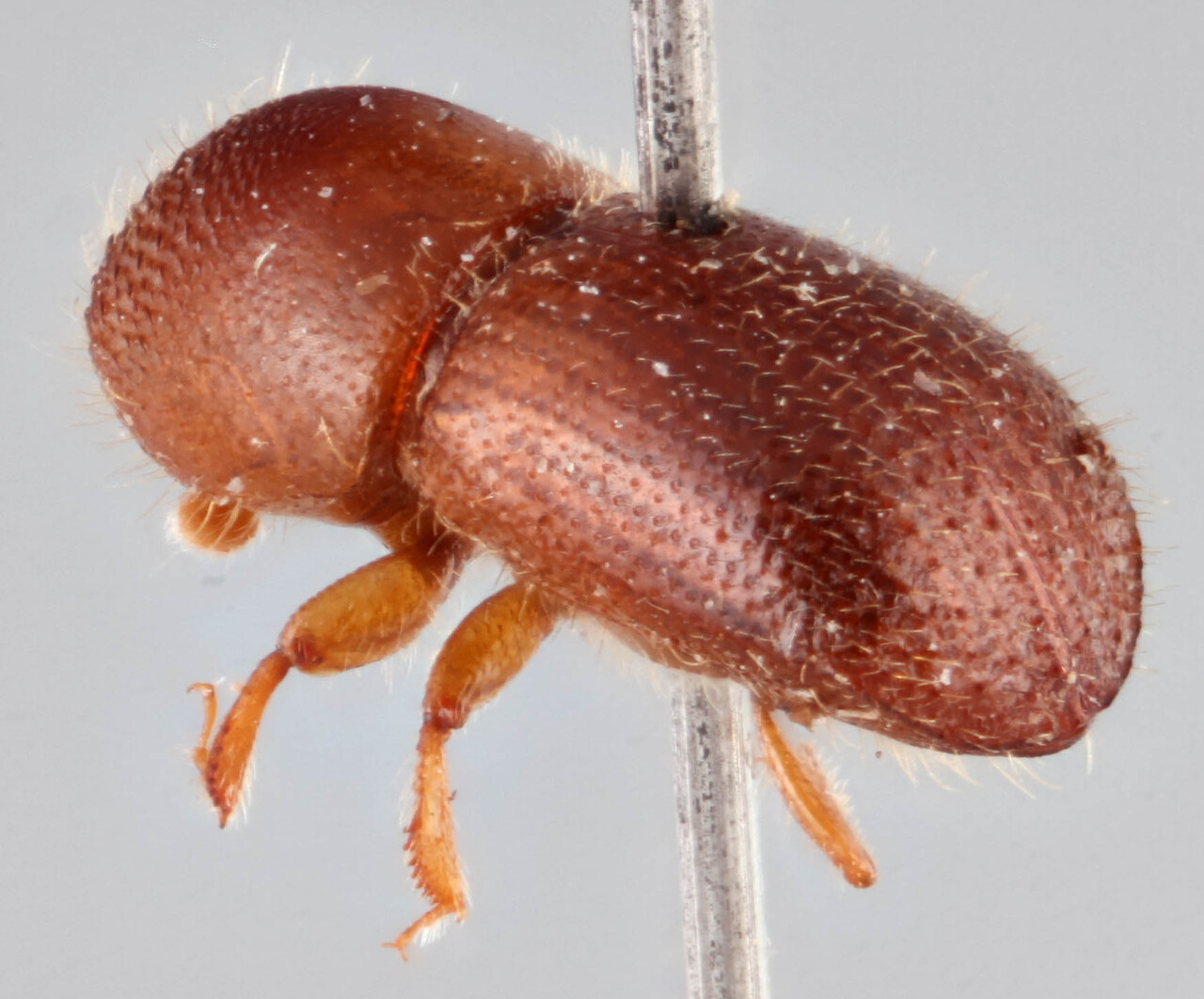 Genus / Species: <i>Coptoborus tristiculus</i> | Image Author: RK Osborn | Location: Brazil, Mato Grosso, Mato Grosso (state); specific coordinates | Image Type: holotype | Collection: British Museum (Natural History)
