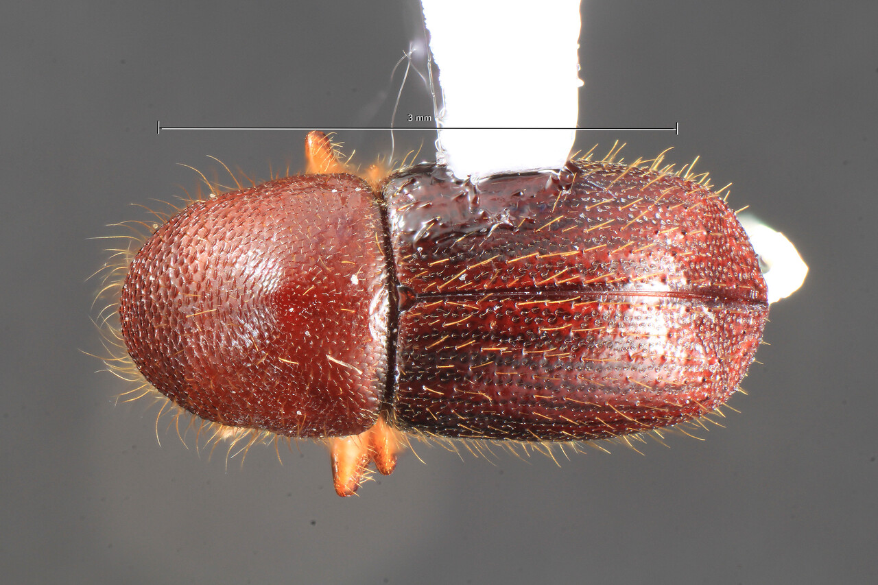 Genus / Species: Xyleborus tumucensis | Image Author: TH Atkinson | Location: Suriname, Sipaliwini, Camp 1: Kutari river | Collection: University of Texas Insect Collection