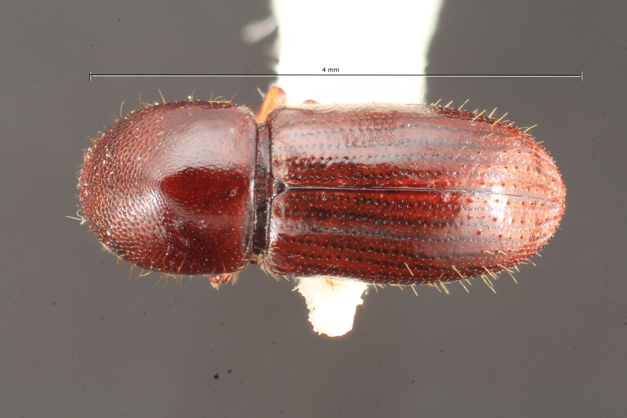 Genus / Species: Xyleborus vismiae | Image Author: TH Atkinson | Location: México, Veracruz, Sontecomapan, 16 km W | Collection: Texas A&M University Insect Collection