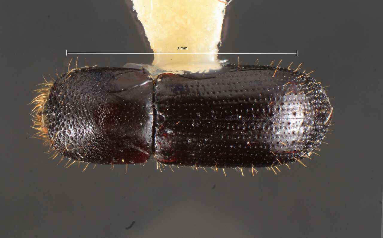 Genus / Species: Xyleborus vitiosus | Image Author: TH Atkinson | Location: Brazil, Paraná, Telêmaco Borba | Collection: University of Texas Insect Collection