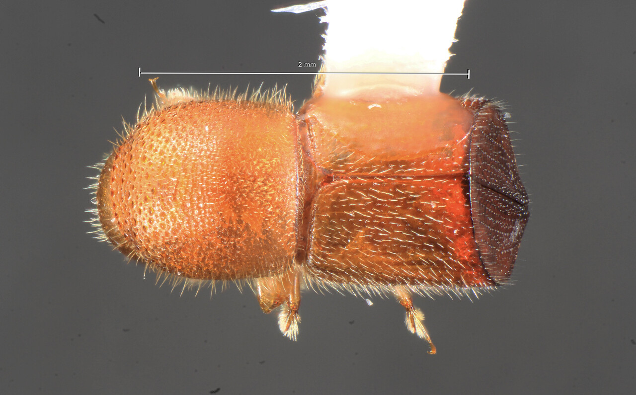 Genus / Species: Xylosandrus amputatus | Image Author: TH Atkinson | Location: United States, Florida, San Felasco Hammock St Pres | Collection: Florida State Collection of Arthropods