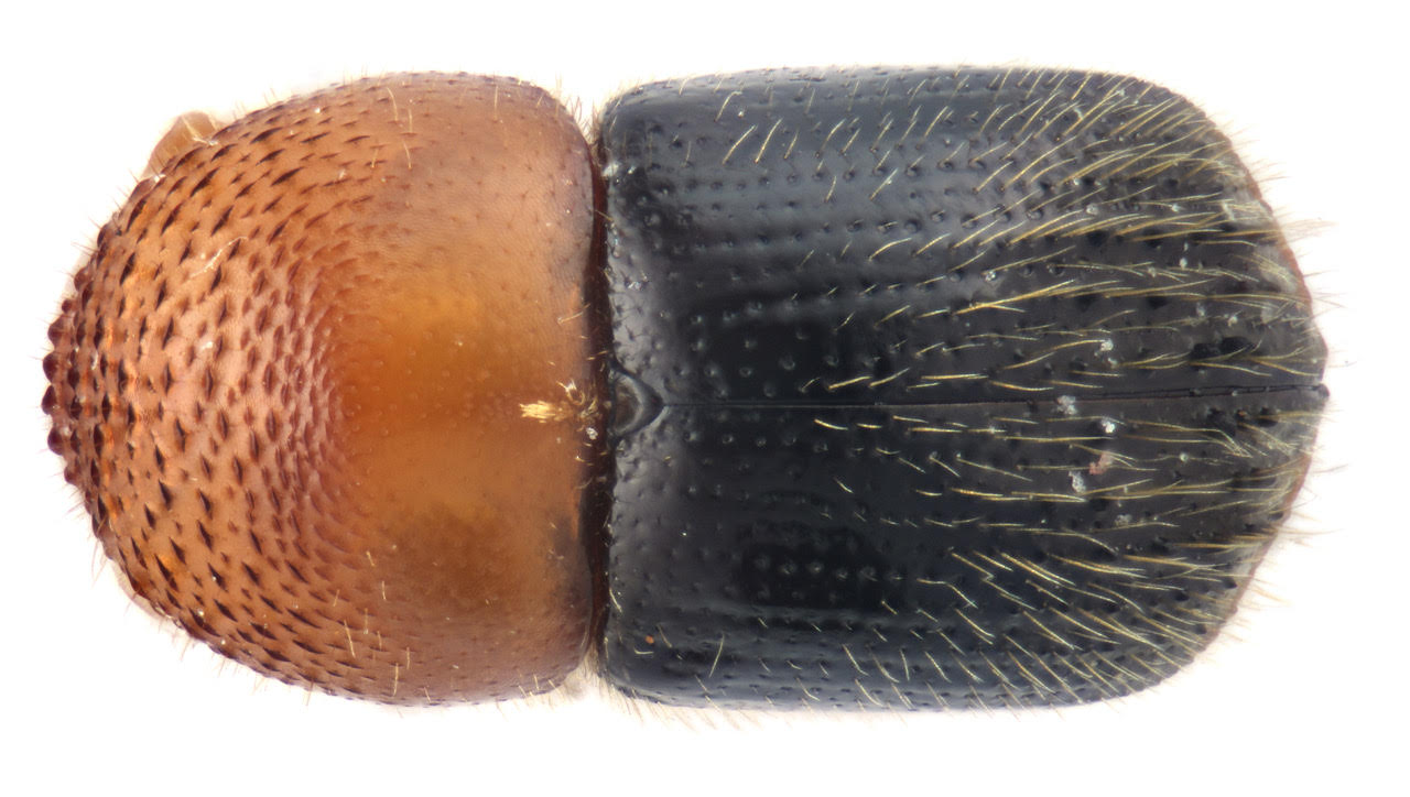 Genus / Species: Xylosandrus aurinegro | Image Author: D Gomez | Location: Cuba, Artemisia, Artemisia | Image Type: holotype | Collection: Colecci´øn Básica