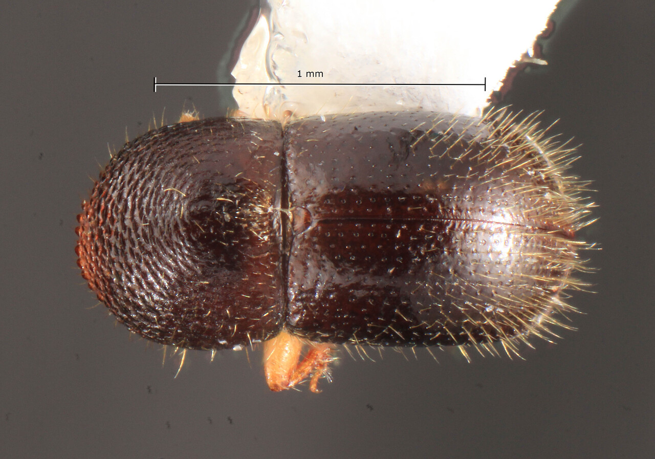 Genus / Species: Xylosandrus compactus | Image Author: TH Atkinson | Location: United States, Texas, Woodville, 5 mi E | Collection: University of Texas Insect Collection
