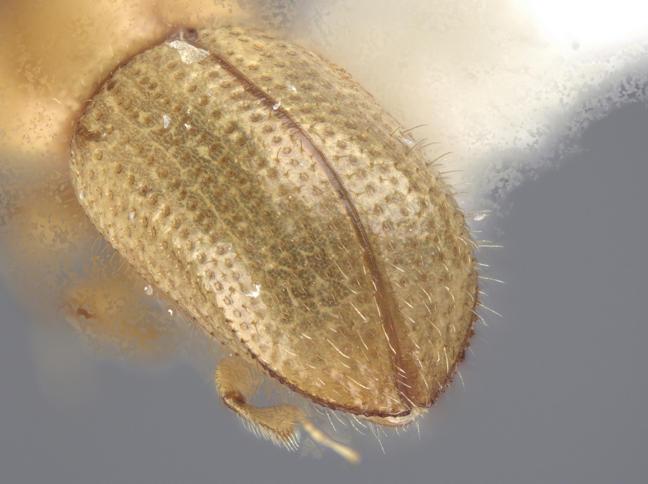 Genus / Species: Xylosandrus cubensis | Image Author: D Gomez | Location: Cuba, Camagüay, Reserva Ecológica Limones-Tuabaquey | Image Type: holotype | Collection: Zoology Collections