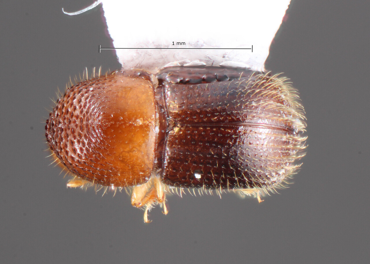 Genus / Species: Xylosandrus curtulus | Image Author: TH Atkinson | Location: Argentina, Tucumán, Sauce Huacho | Collection: University of Texas Insect Collection