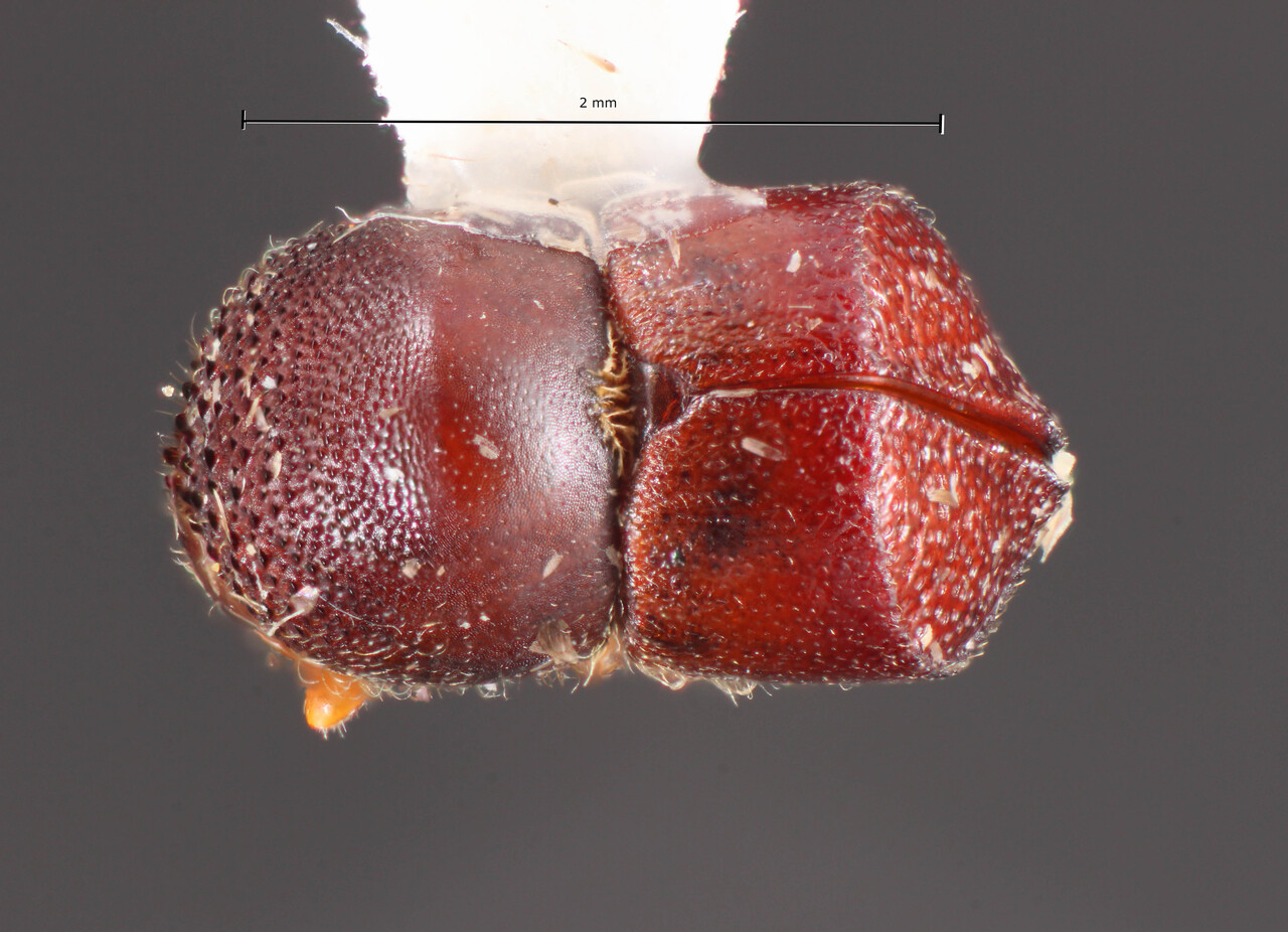 Genus / Species: Cnestus retifer | Image Author: TH Atkinson | Location: Brazil, Maranhão, Itinga do Maranhão | Image Type: holotype | Collection: Faculdade de Engenharia