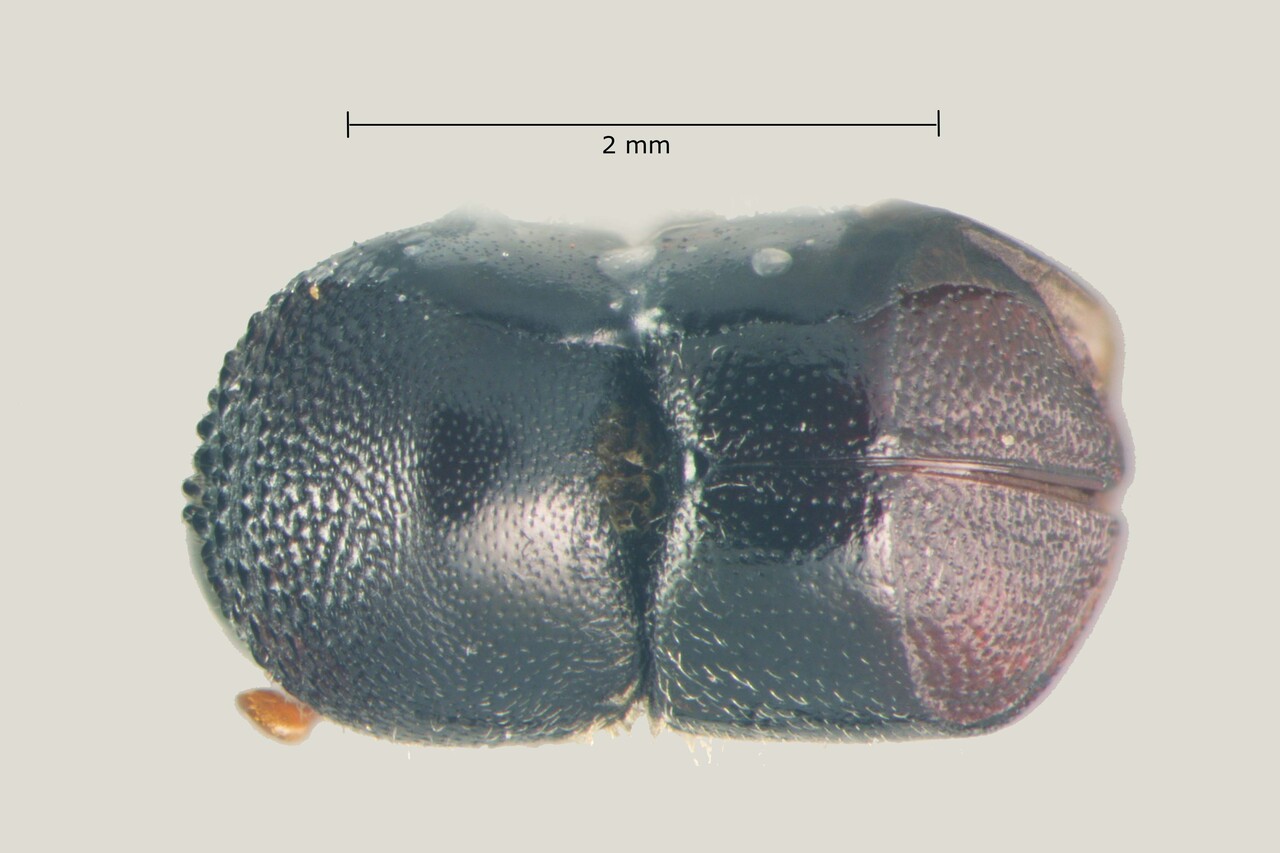 Genus / Species: Cnestus laticeps | Image Author: TH Atkinson | Location: Brazil, Piauí, Bom Jesus | Collection: Faculdade de Engenharia