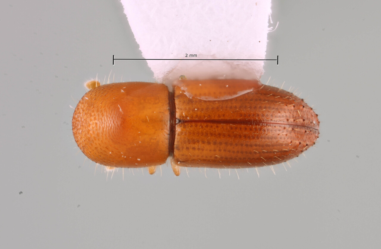 Genus / Species: Coptoborus amplissimus | Image Author: SM Smith | Location: Perú, Madre de Dios, Los Amigos Biol. Station | Image Type: holotype | Collection: Natural History Museum