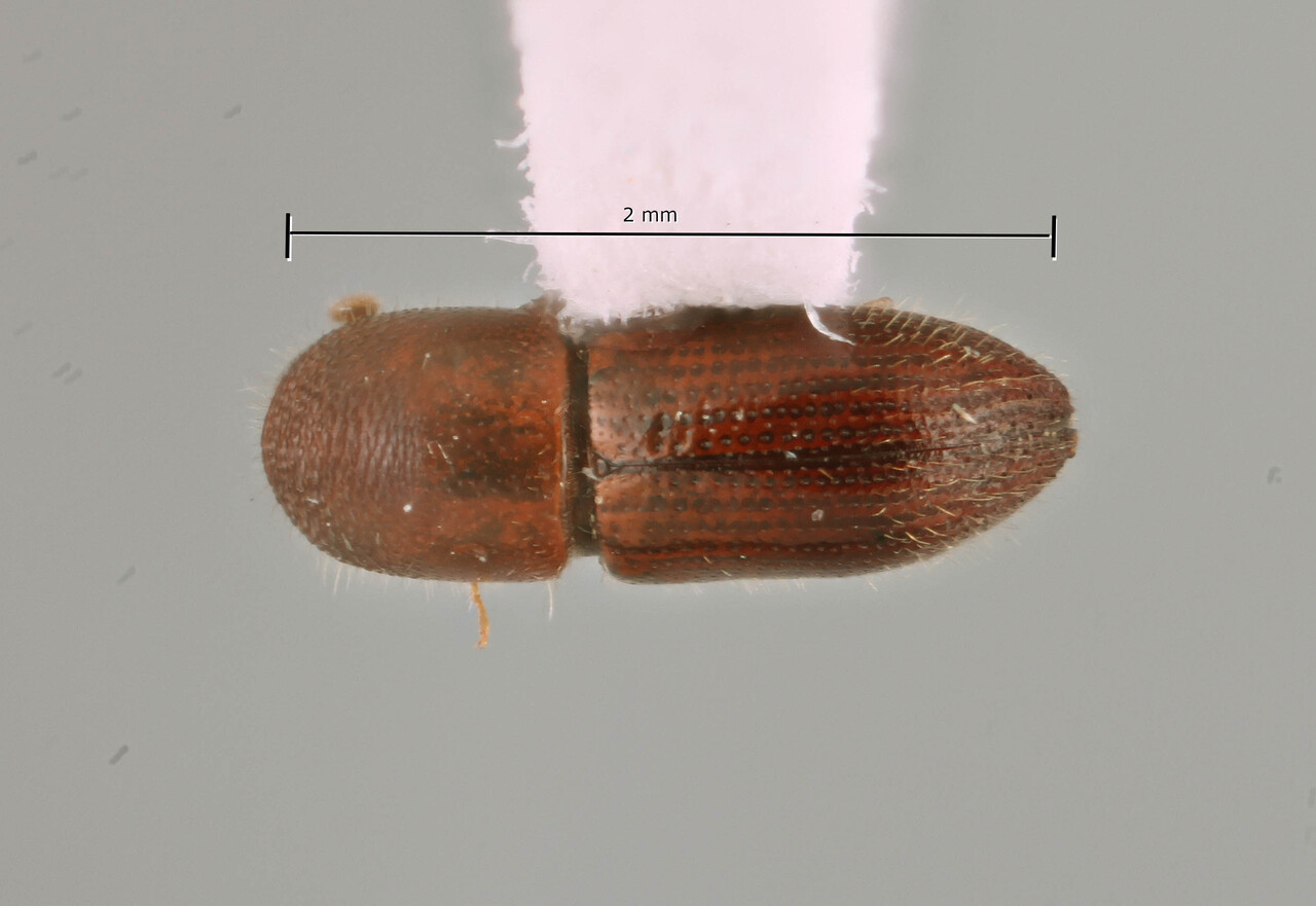 Genus / Species: Coptoborus asperatus | Image Author: SM Smith | Location: Ecuador, Orellana, Res. Ethnica Waorani, 1 km S. Onkone Gare Camp | Image Type: holotype | Collection: Instituto de Ciencias Biológicas