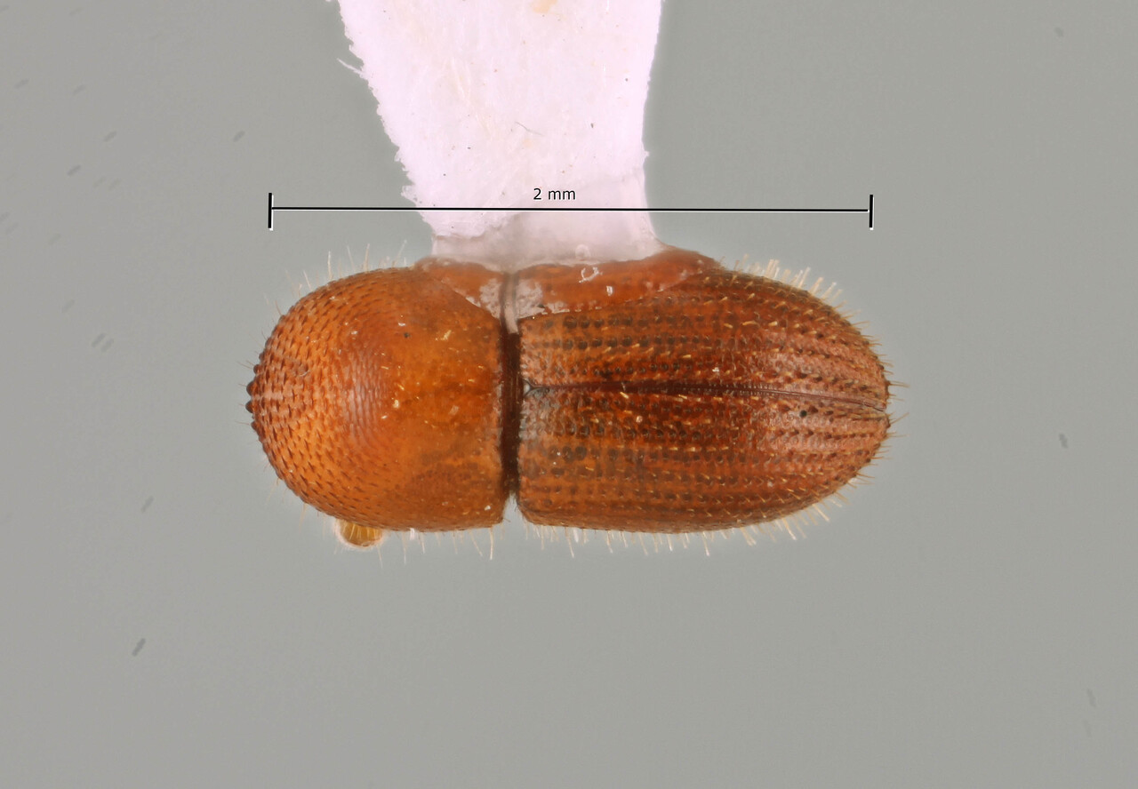 Genus / Species: Coptoborus barbicauda | Image Author: SM Smith | Location: Fr. Guiana, Cayenne, Roura, 30 km SE, Amazon Nature Lodge on Kaw Rd. | Image Type: holotype | Collection: Entomology