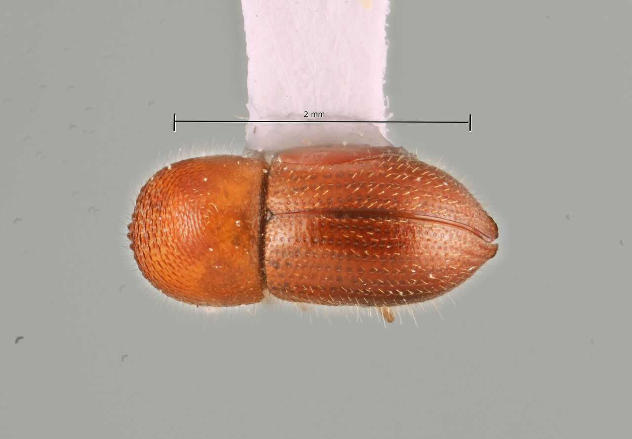Genus / Species: Coptoborus brevicauda | Image Author: SM Smith | Location: Ecuador, Orellana, Res. Ethnica Waorani, 1 km S. Onkone Gare Camp | Image Type: holotype | Collection: Instituto de Ciencias Biológicas