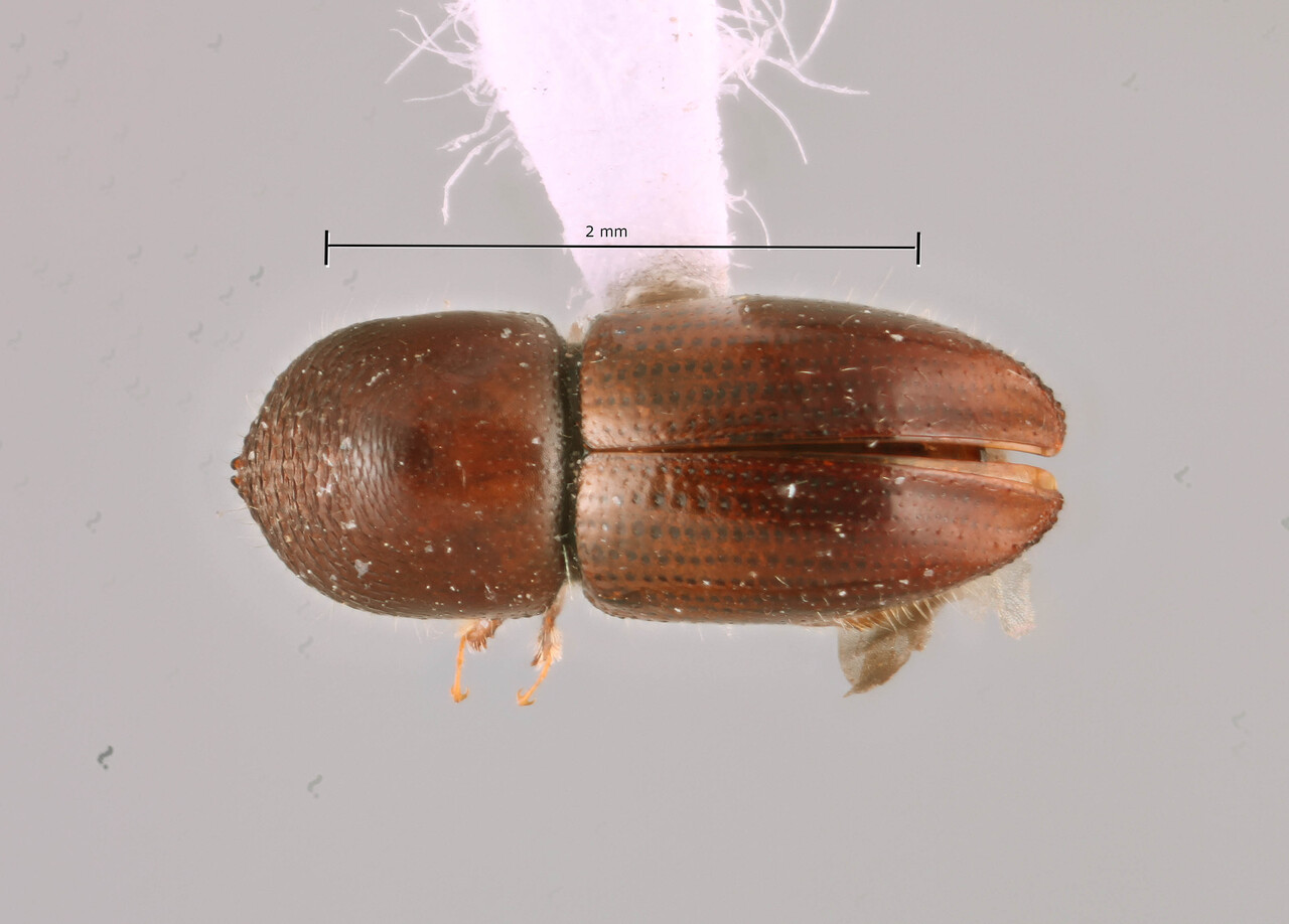 Genus / Species: Coptoborus busoror | Image Author: SM Smith | Location: Ecuador, Orellana, Santa Rosa, Via Kerrmegee | Image Type: holotype | Collection: Museo de Zoología