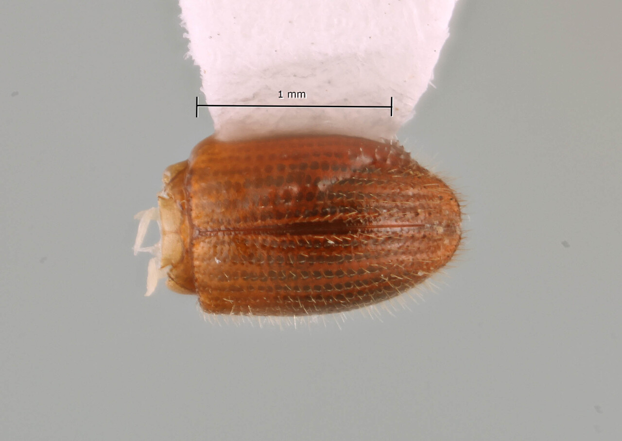 Genus / Species: Coptoborus capillisoror | Image Author: SM Smith | Location: Brazil, Bahia, Camacan, Sierra Bonita Reserve | Image Type: holotype | Collection: Faculdade de Engenharia