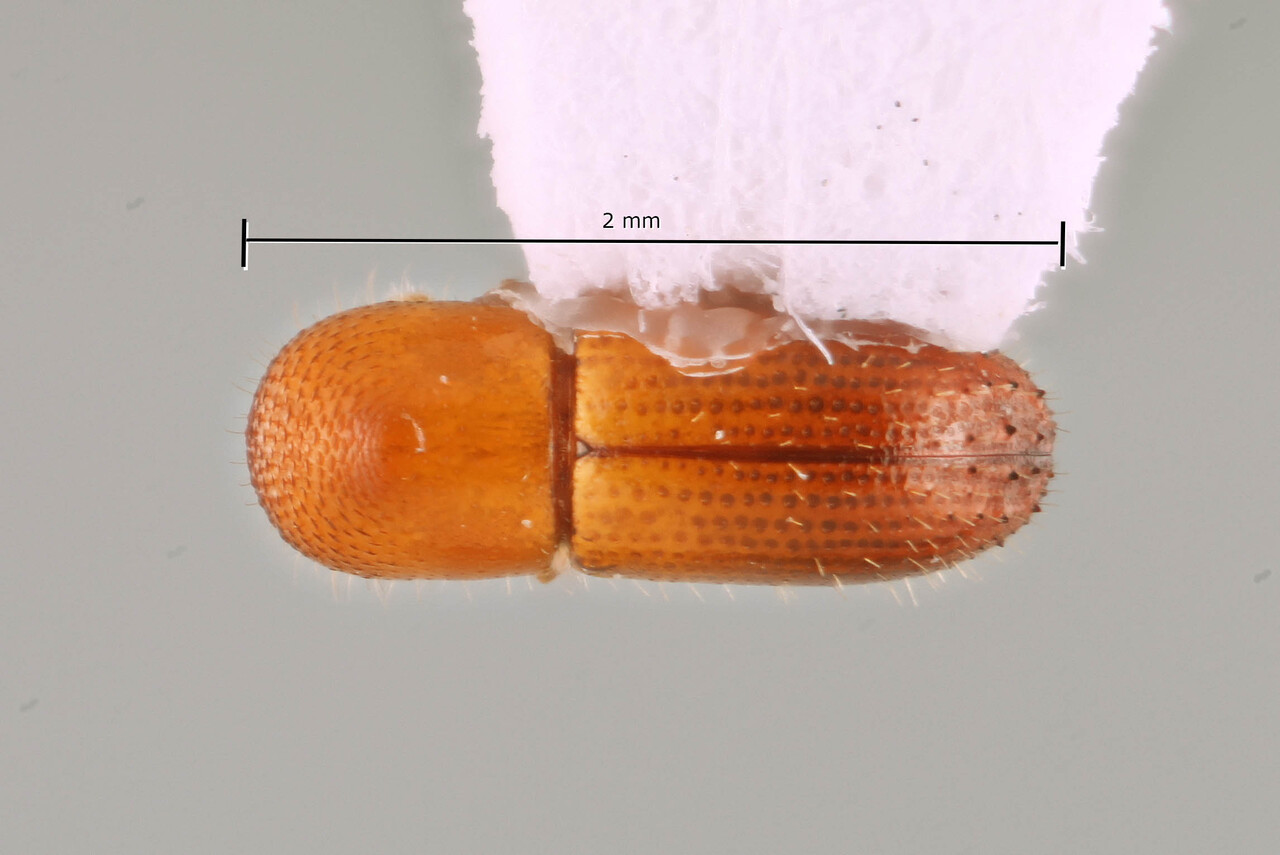 Genus / Species: Coptoborus catulus | Image Author: SM Smith | Location: Panamá, Panamá, Pipeline Rd., Parque Nacional Soberanía | Collection: Arthropod research Collection