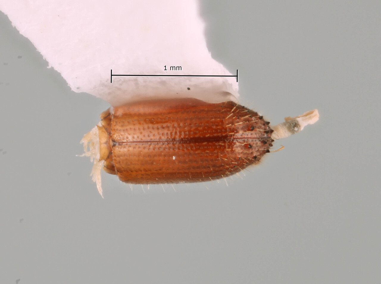 Genus / Species: Coptoborus chica | Image Author: SM Smith | Location: Suriname, Sipaliwini | Image Type: holotype | Collection: National Zoological Collection