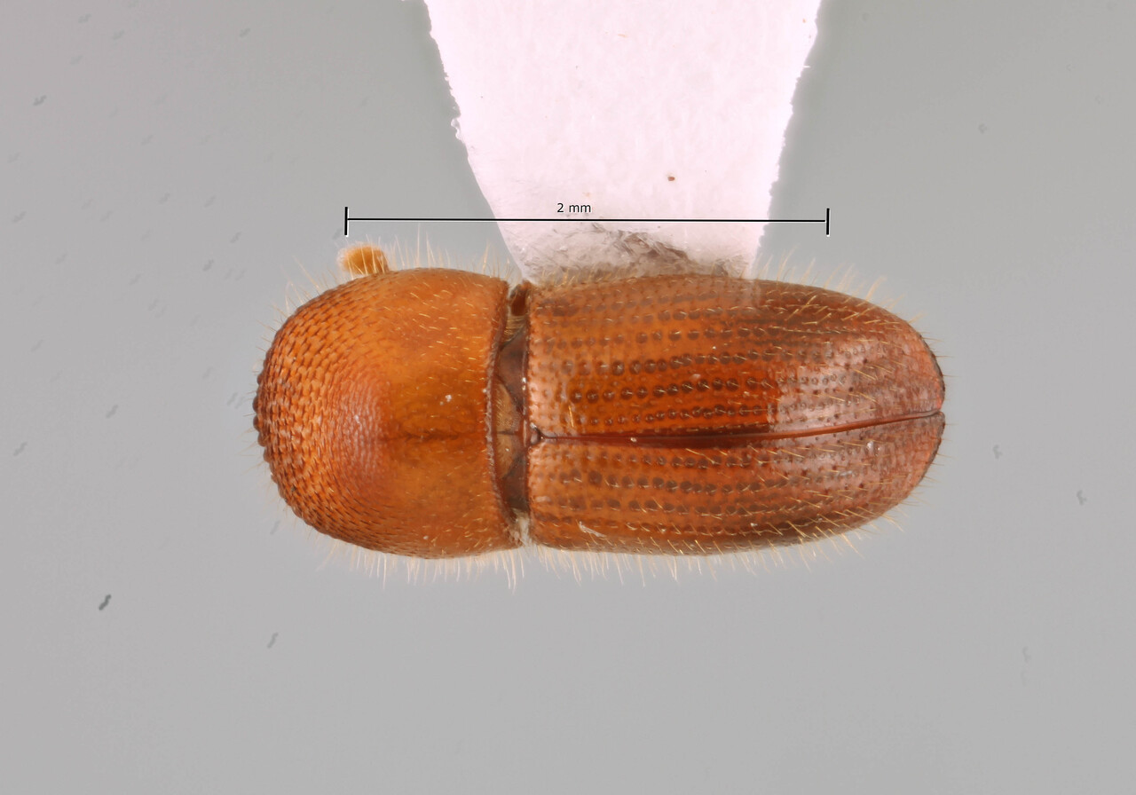 Genus / Species: Coptoborus coartatus | Image Author: SM Smith | Location: Ecuador, Los Ríos, Samama Nature Reserve | Collection: Arthropod research Collection