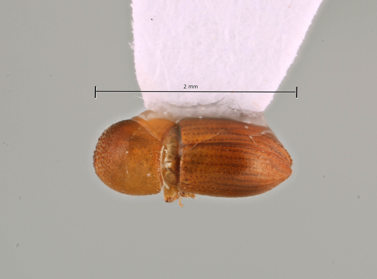 Genus / Species: Coptoborus crassisorocula | Image Author: SM Smith | Location: Perú, Madre de Dios, Los Amigos Biological Station | Image Type: holotype | Collection: Natural History Museum