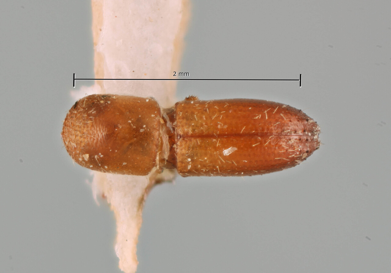 Genus / Species: Coptoborus cuneatus | Image Author: SM Smith | Location: Venezuela, Barinas, Barinas | Image Type: syntype | Collection: Naturhistorisches Museum Wien