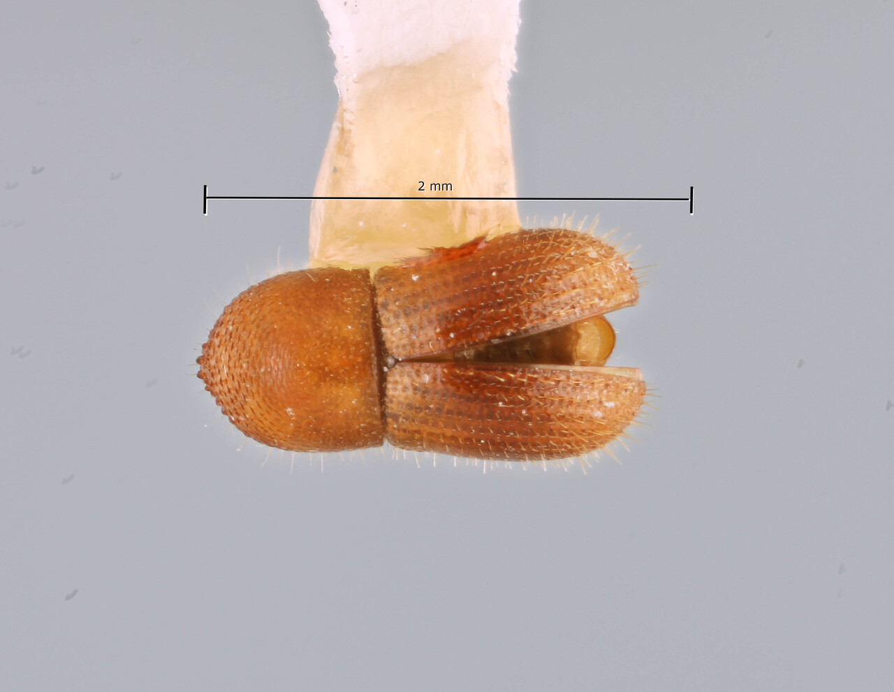 Genus / Species: Coptoborus doliolum | Image Author: SM Smith | Location: Ecuador, Orellana, Tiputini Biodiversity Station | Image Type: holotype | Collection: Instituto de Ciencias Biológicas