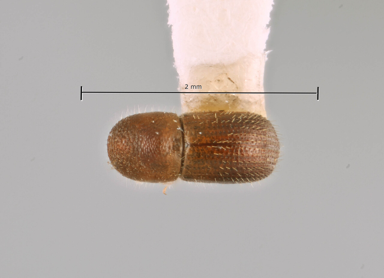 Genus / Species: Coptoborus erwini | Image Author: SM Smith | Location: Ecuador, Orellana, Tiputini Biodiversity Station | Image Type: holotype | Collection: Instituto de Ciencias Biológicas