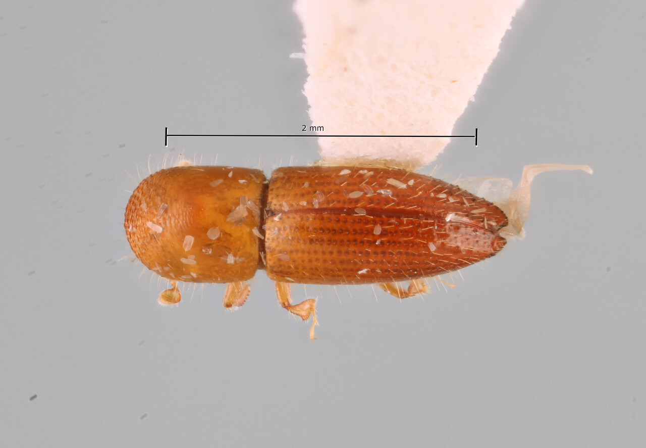 Genus / Species: Coptoborus exilis | Image Author: SM Smith | Location: Panamá, Panamá, Barro Colorado Isl. | Collection: University of California, Davis