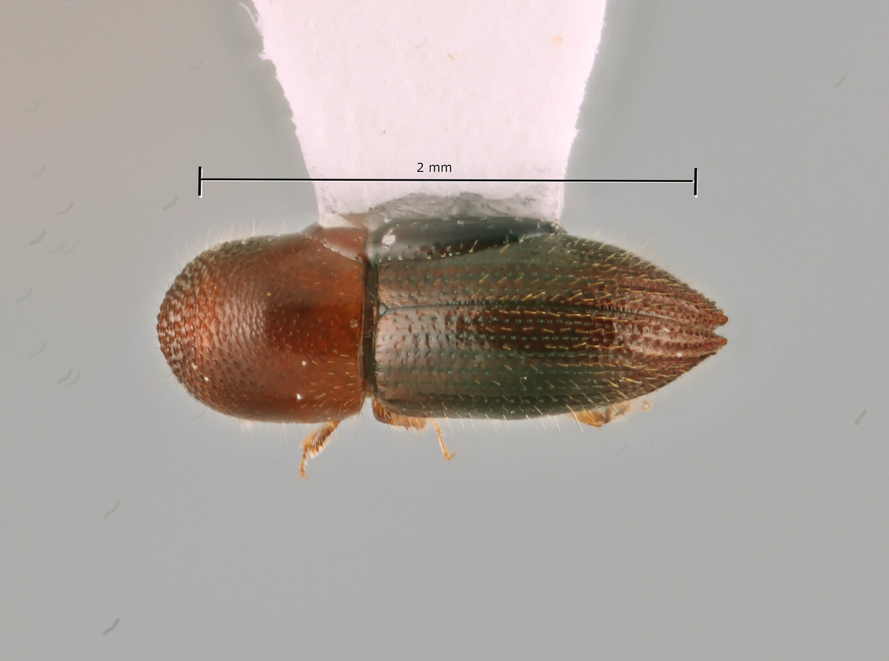 Genus / Species: Coptoborus furiosa | Image Author: SM Smith | Location: Ecuador, Los Ríos, Samama Nature Reserve | Image Type: holotype | Collection: Museo de Zoología