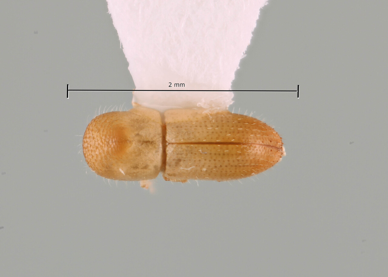 Genus / Species: Coptoborus galacatosae | Image Author: SM Smith | Location: Ecuador, Orellana, Yasuni Res. Stn. | Image Type: holotype | Collection: Arthropod research Collection