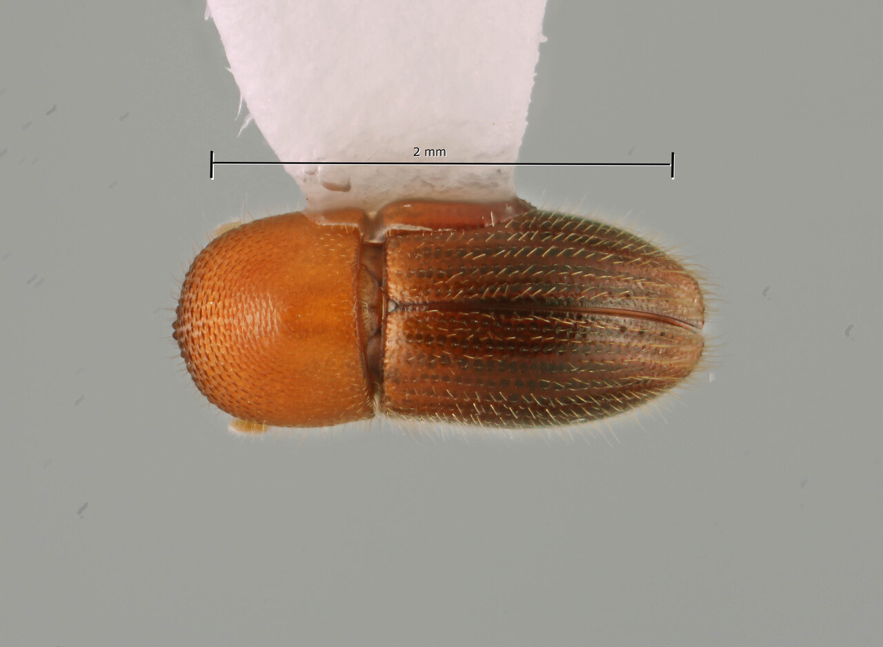 Genus / Species: Coptoborus hansen | Image Author: SM Smith | Location: Brazil, Bahia, Camacan, Serra Bonita Reserve | Image Type: holotype | Collection: Faculdade de Engenharia