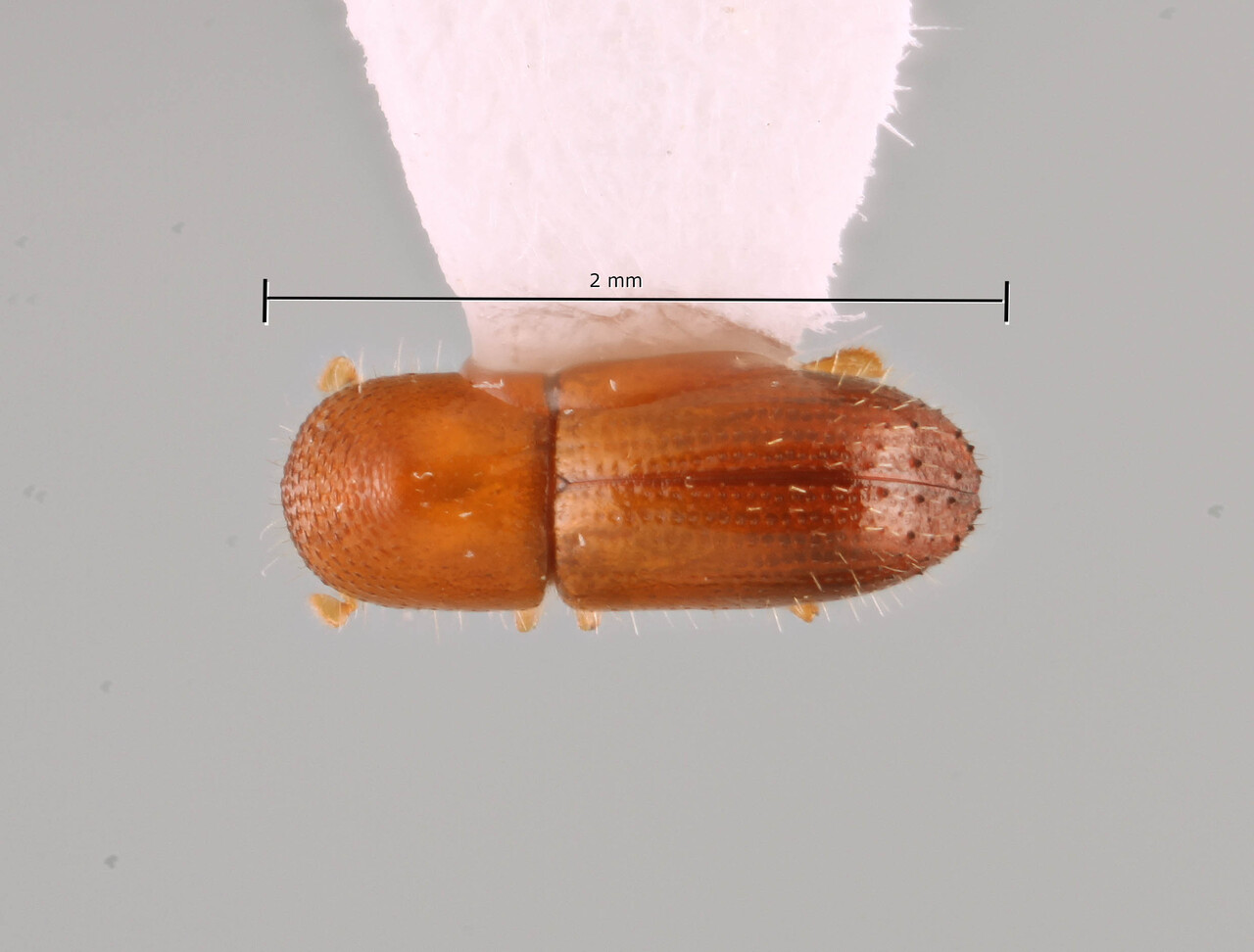 Genus / Species: Coptoborus incomptus | Image Author: SM Smith | Location: Perú, Madre de Dios, Los Amigos Biol. Station | Image Type: holotype | Collection: Natural History Museum