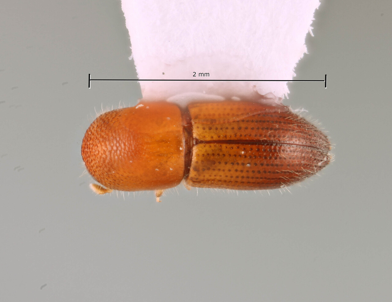 Genus / Species: Coptoborus janeway | Image Author: SM Smith | Location: Perú, Madre de Dios, Los Amigos Biol. Station | Image Type: holotype | Collection: Natural History Museum